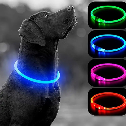 Dog glowing collar