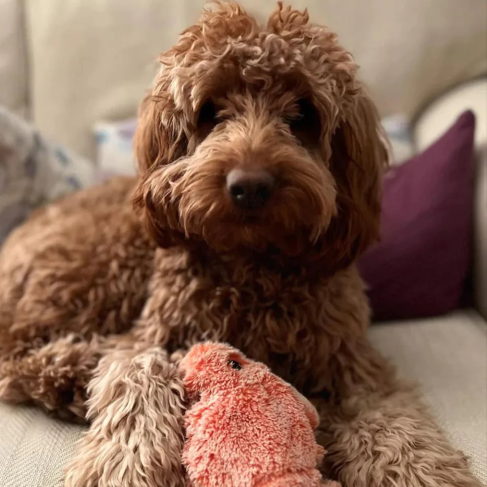 🔥Floppy Lobster Interactive Dog Toy