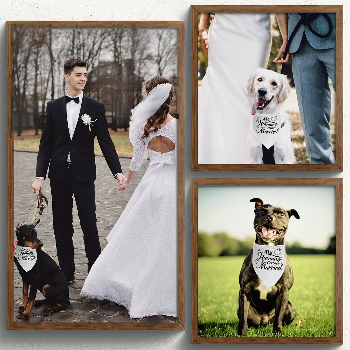 Dog Bandana，Engagement Gift, My Humans are Getting Married