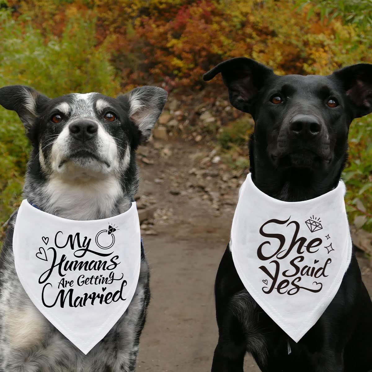 Dog Bandana，Engagement Gift, My Humans are Getting Married