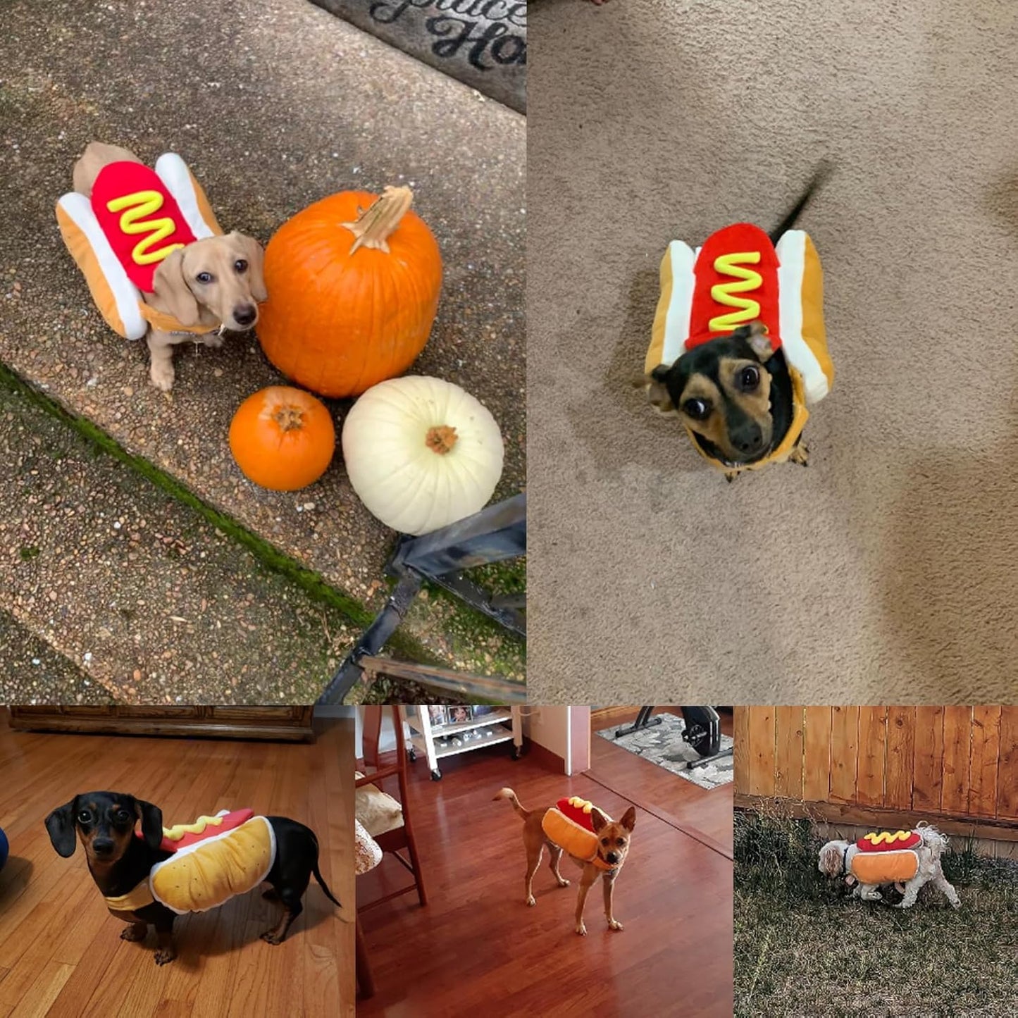 Funny Food Halloween Dog Costumes