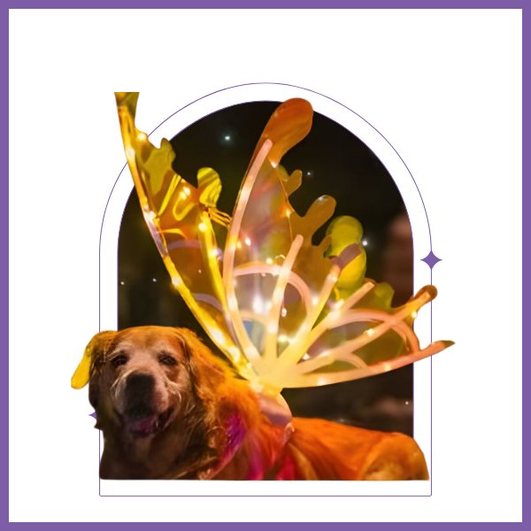 Butterfly Fairy Wings for Dogs - Enchanting Pet Accessory