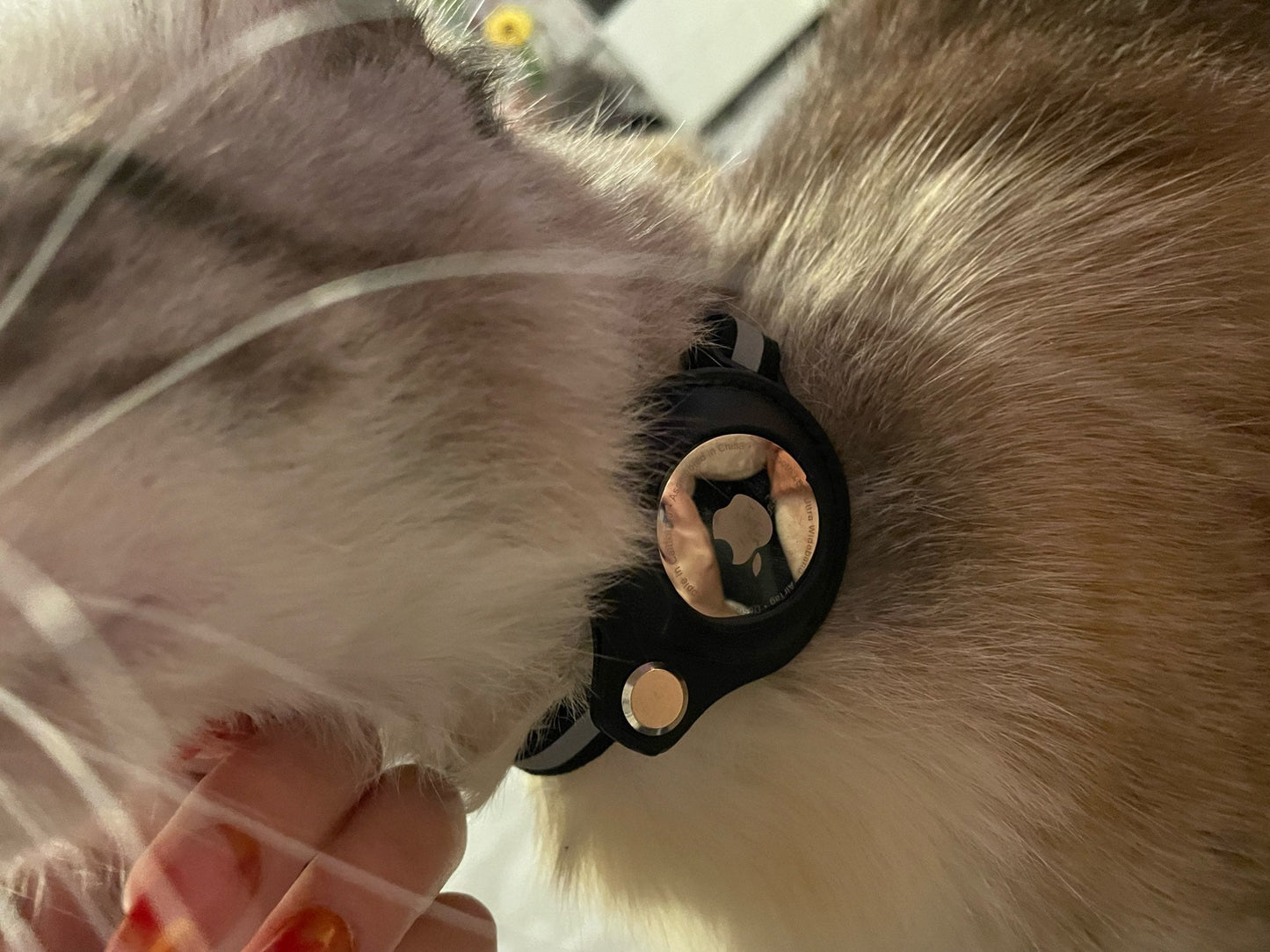 AirTag Friendly Cat Collar