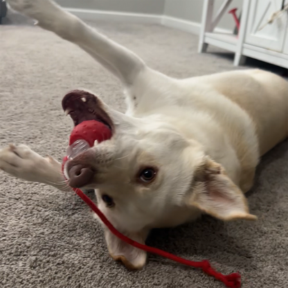 2024 New - Interactive Rolling Ball for Cat & Dog