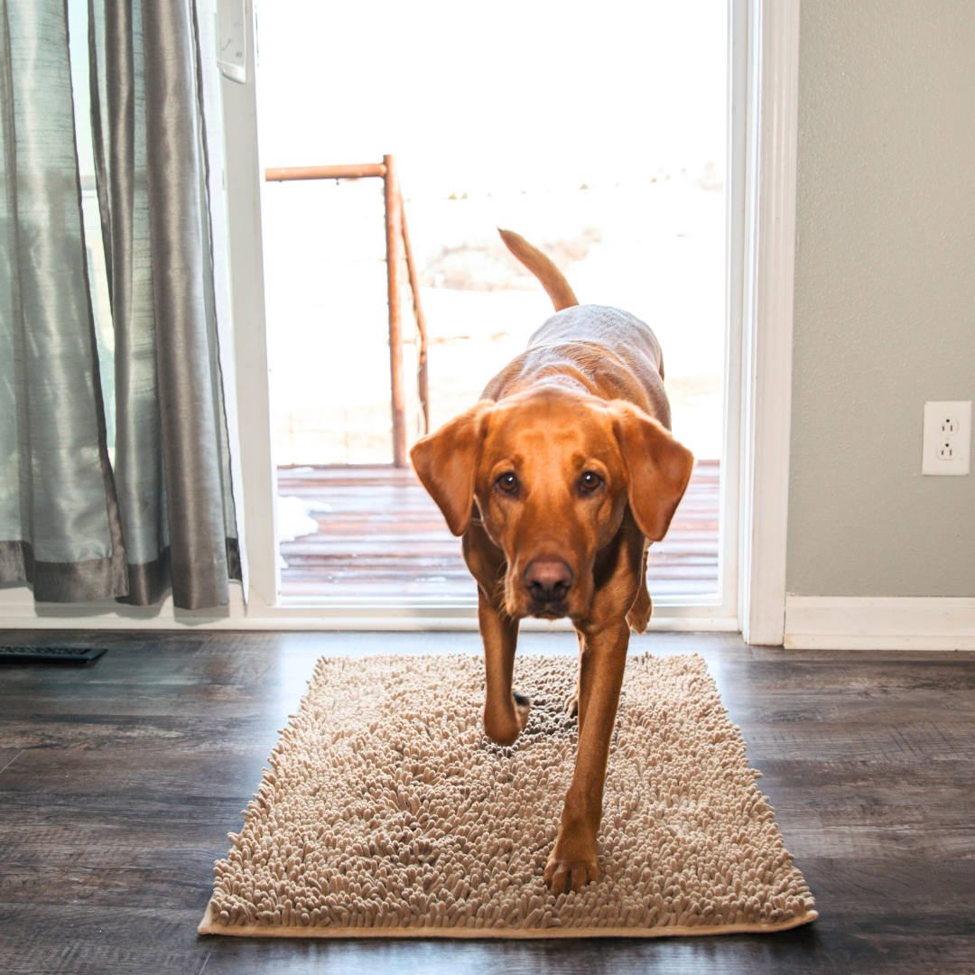 Absorbent Dog Mat