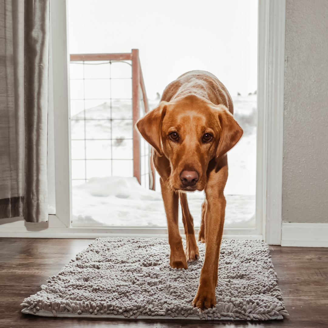 Absorbent Dog Mat