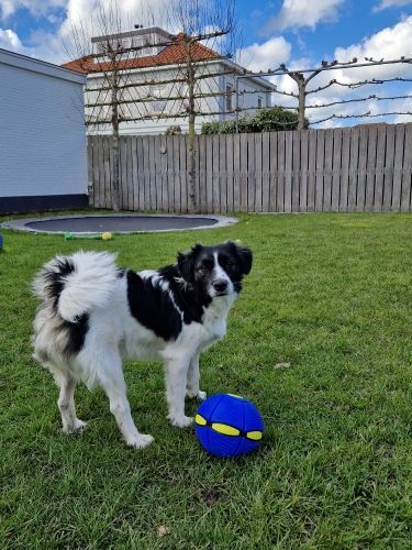 Doggy Disc Ball for Dog