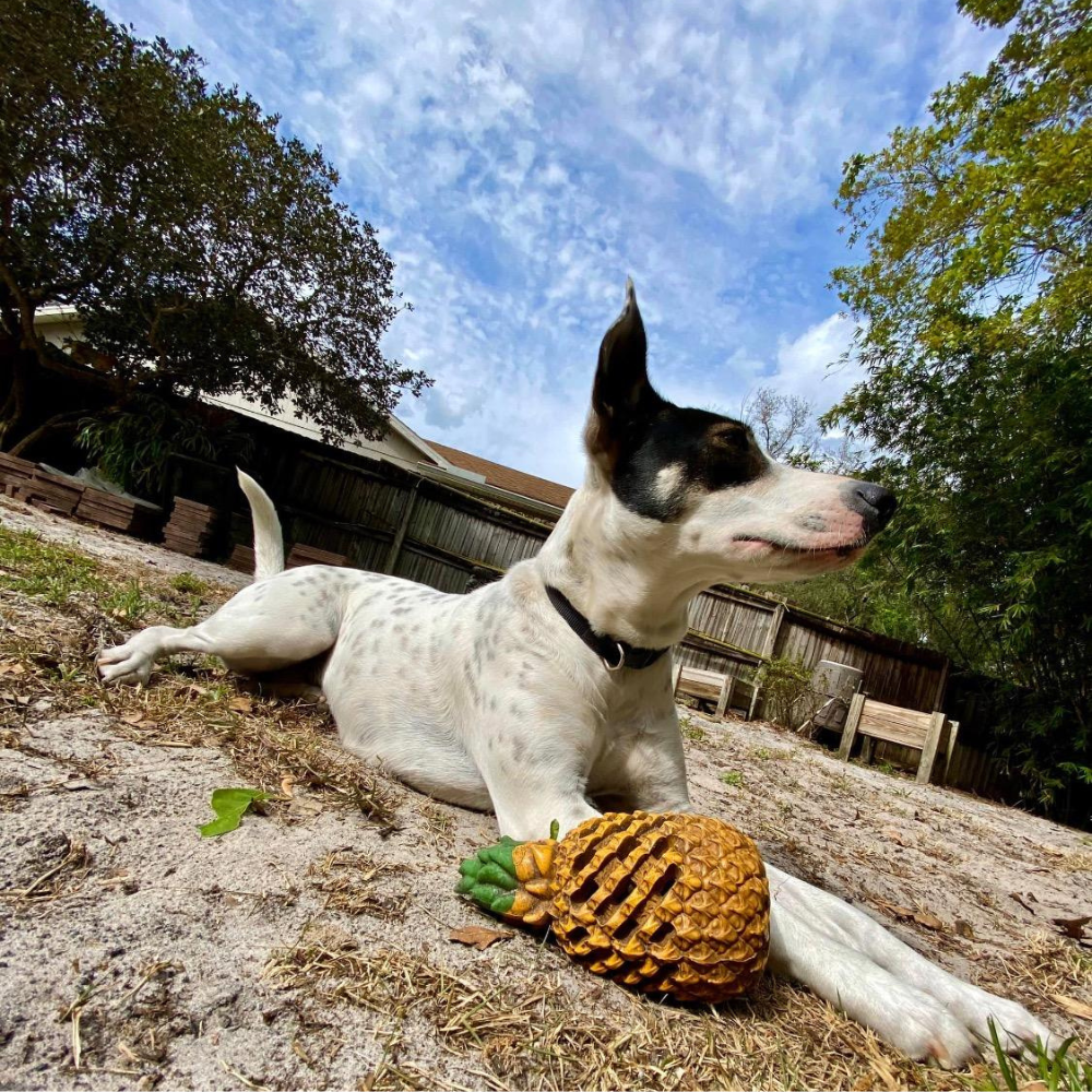 Pineapple Dog Chew Toy With Treat Fill for Aggressive Chewer