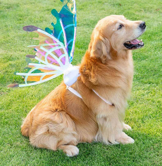 Butterfly Fairy Wings for Dogs - Enchanting Pet Accessory