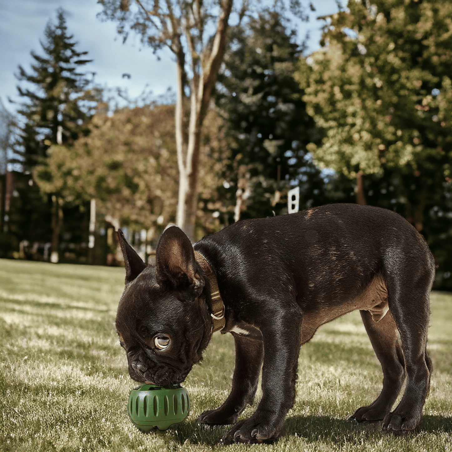 Pet Pupsicle - Dogs’Top Choice Toy 🐾