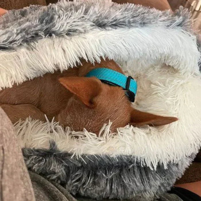 Cozycave Premium Pet Bed