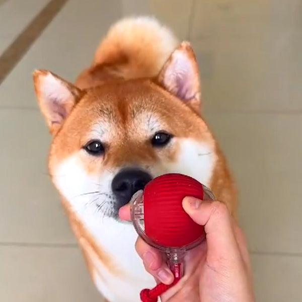 2024 New - Interactive Rolling Ball for Cat & Dog